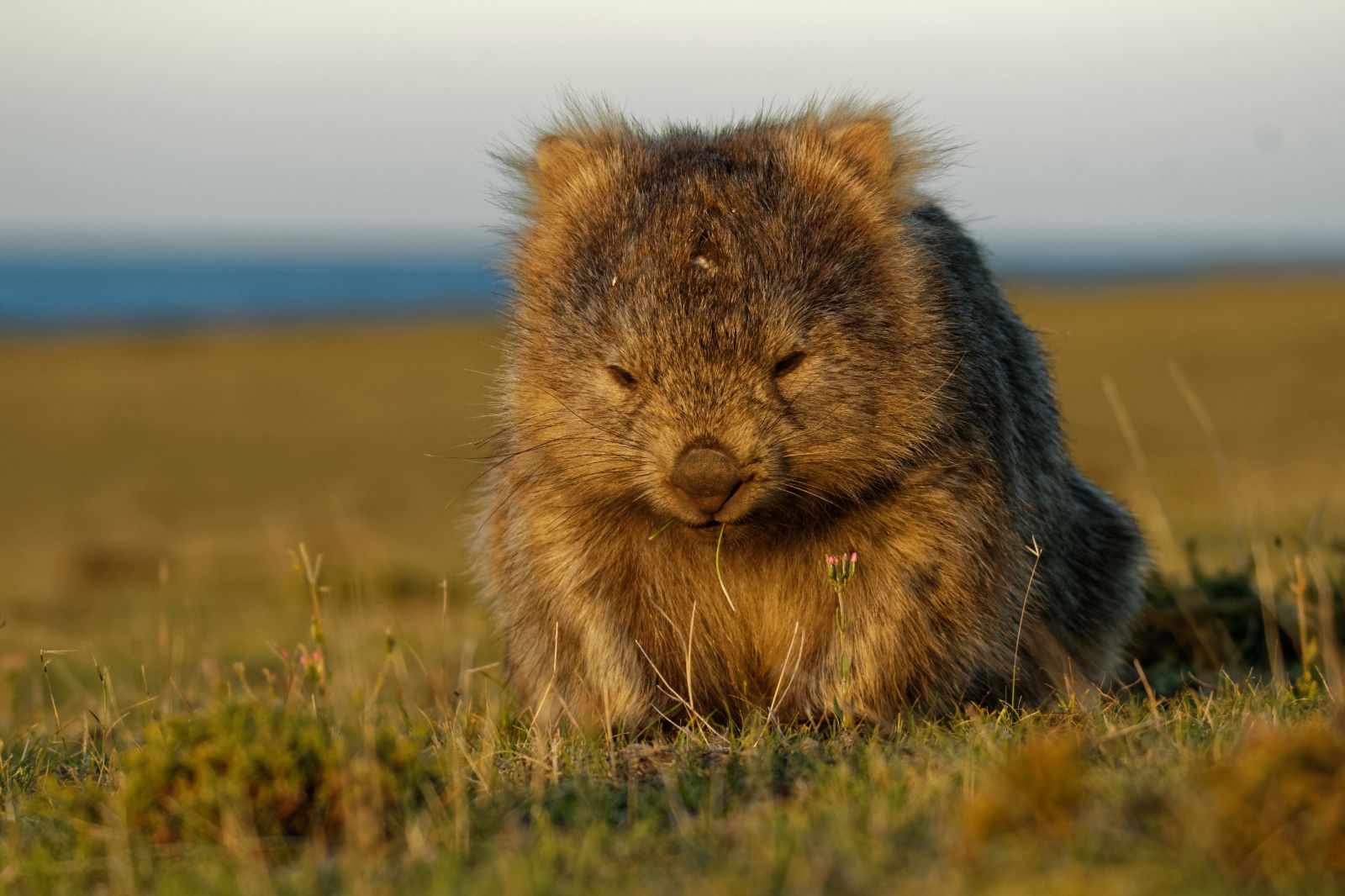Tasmania wombat, Australia