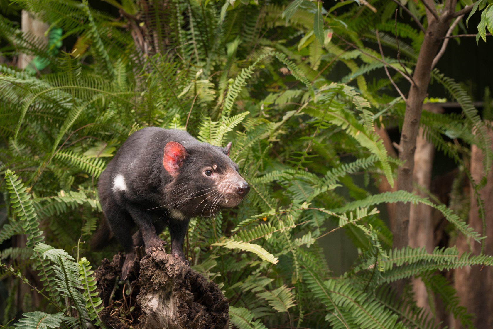 A Tasmanian Devil