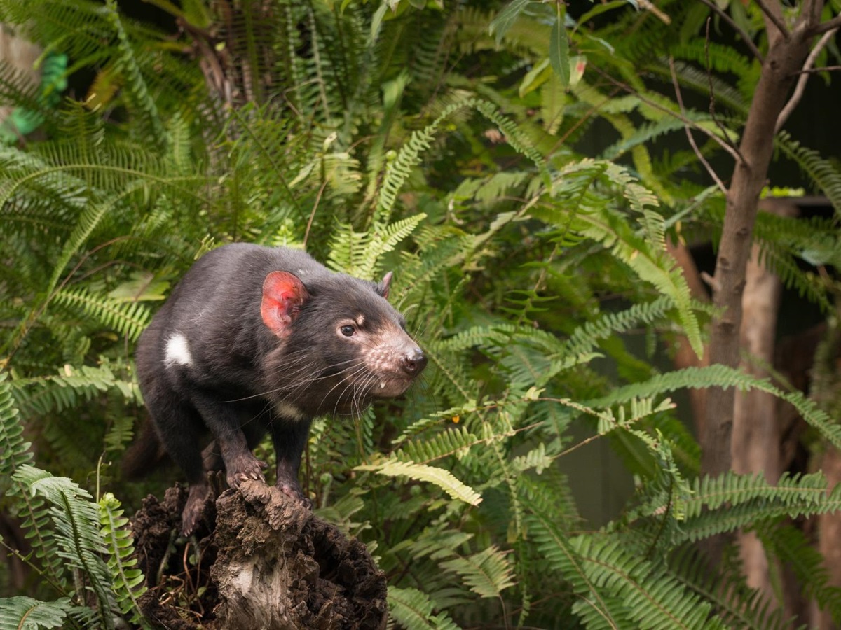 A Tasmanian Devil
