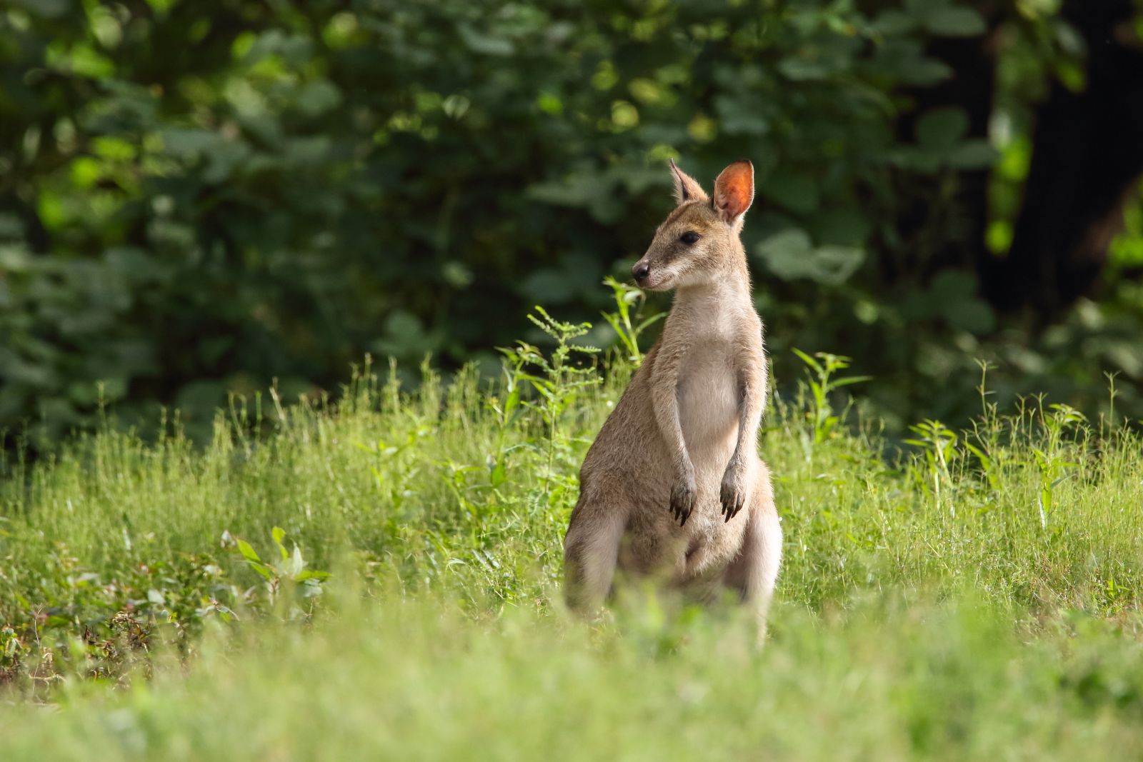A wallaby in grassland in Australia