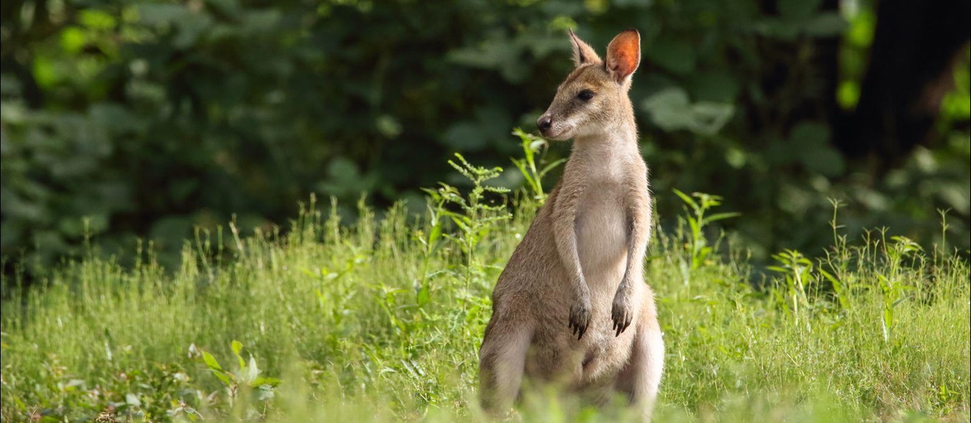 A wallaby in grassland in Australia