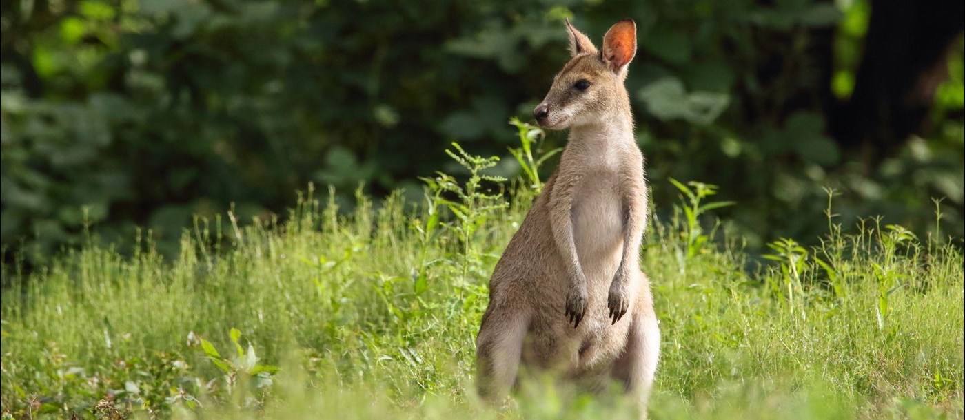 A wallaby in grassland in Australia