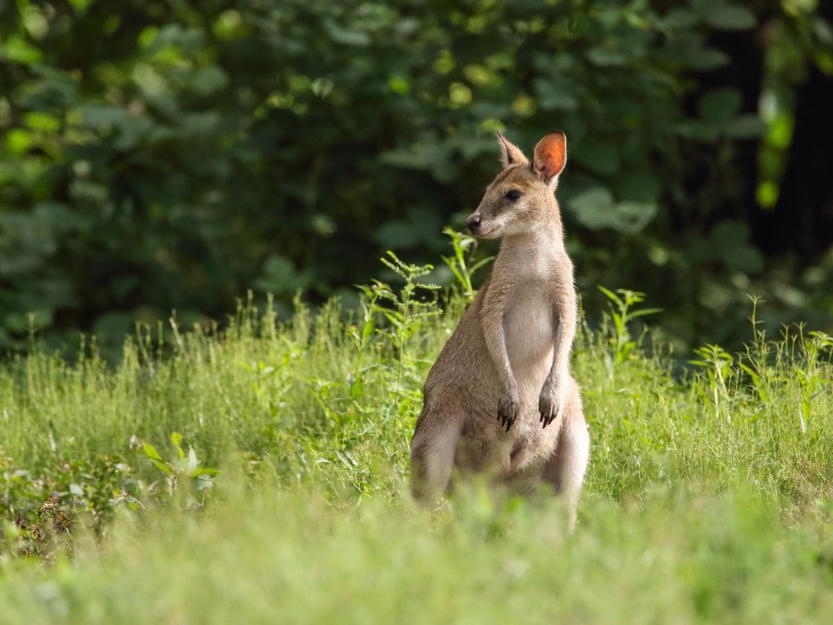 A wallaby in grassland in Australia