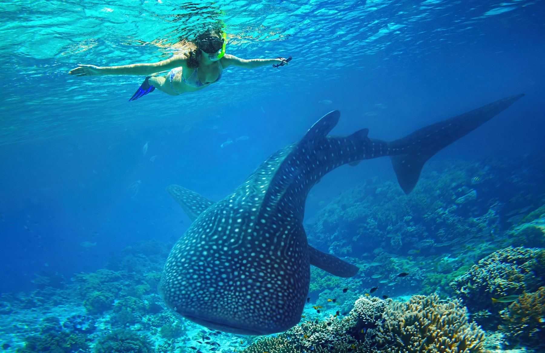 Swimming with whale sharks in Australia