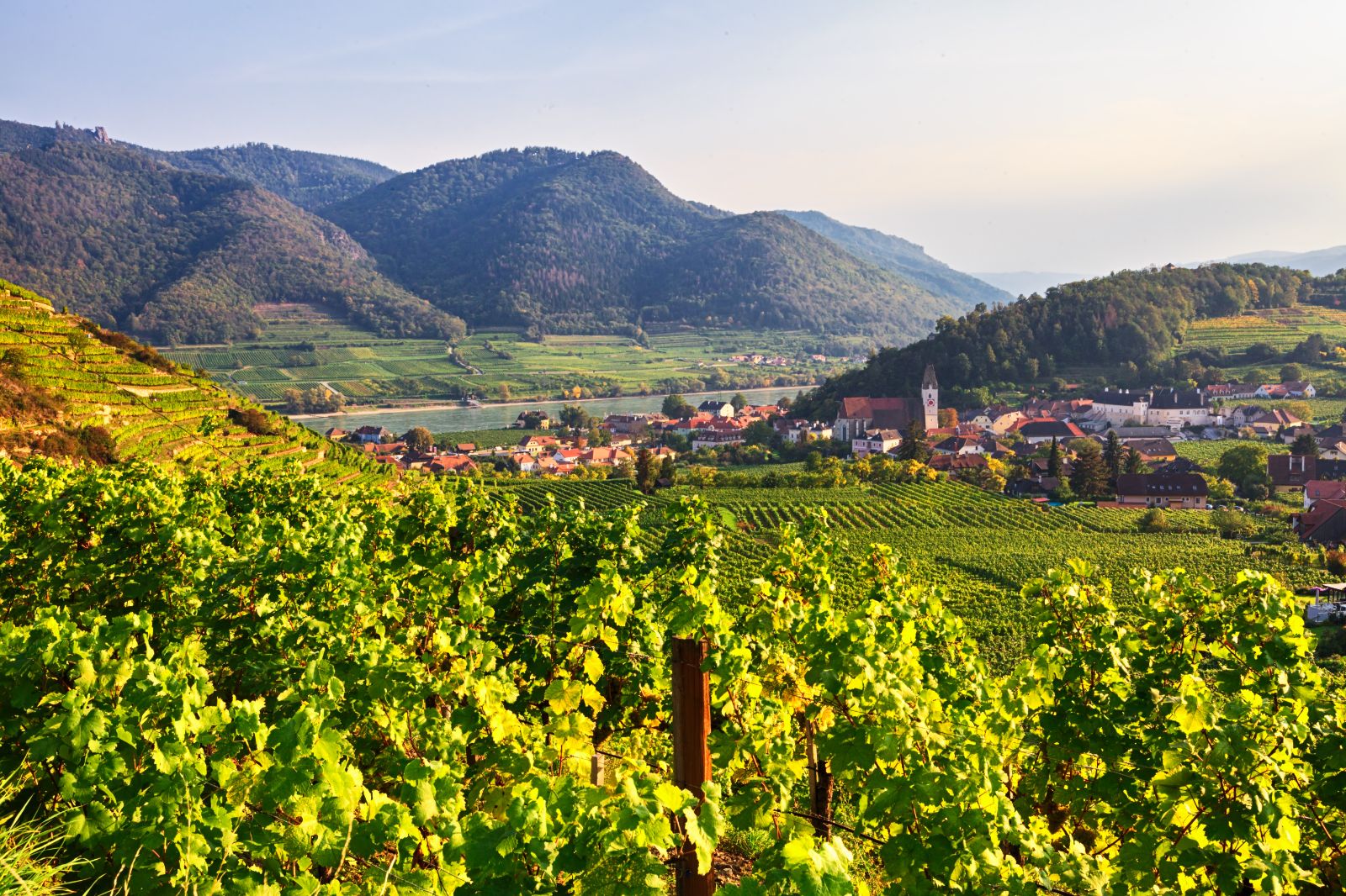 Vineyards in the Wachau Valley in Austria