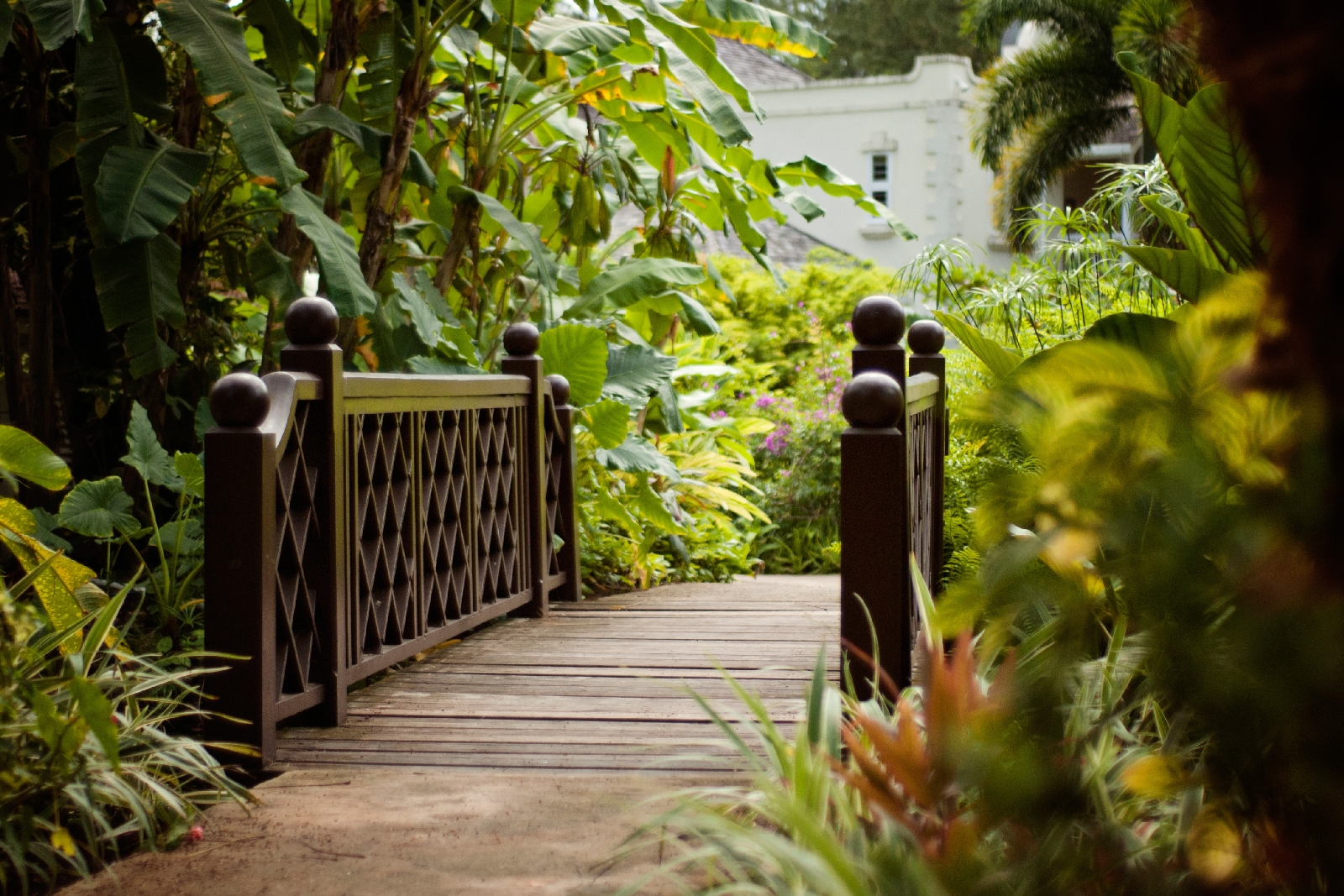 a bridge with greenery at coral reef club, barbados
