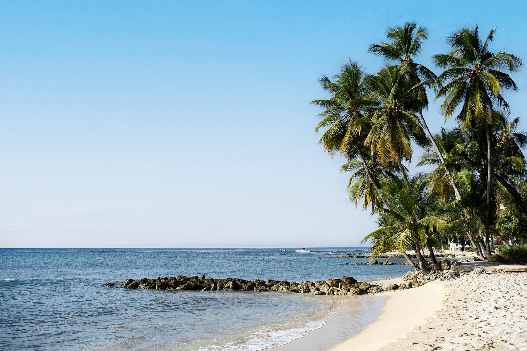 Beach with palm tree at Godings Beach House in Barbados