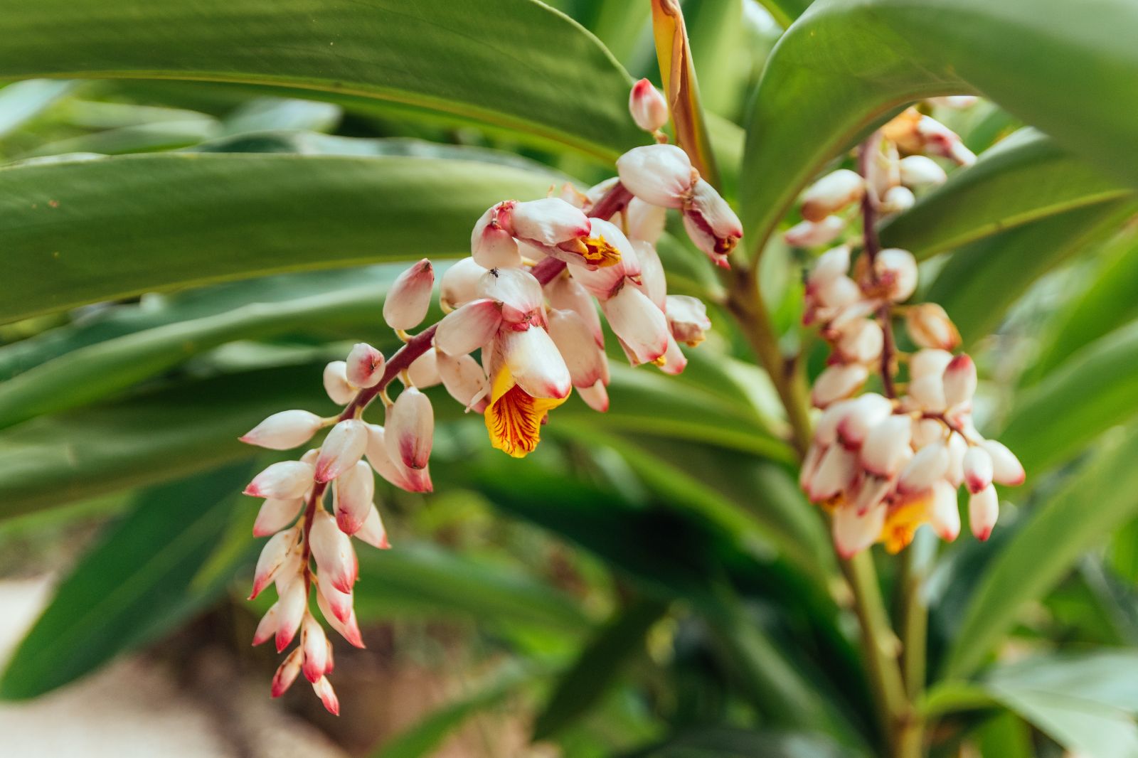 Pink flora in Belize