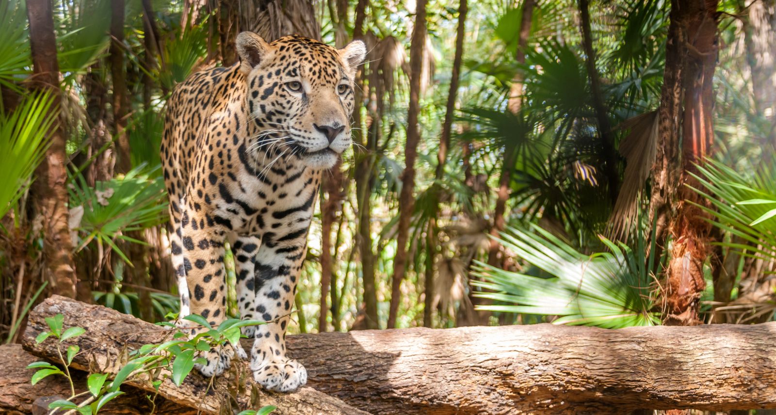 Jaguar walking in the jungle, Belize 