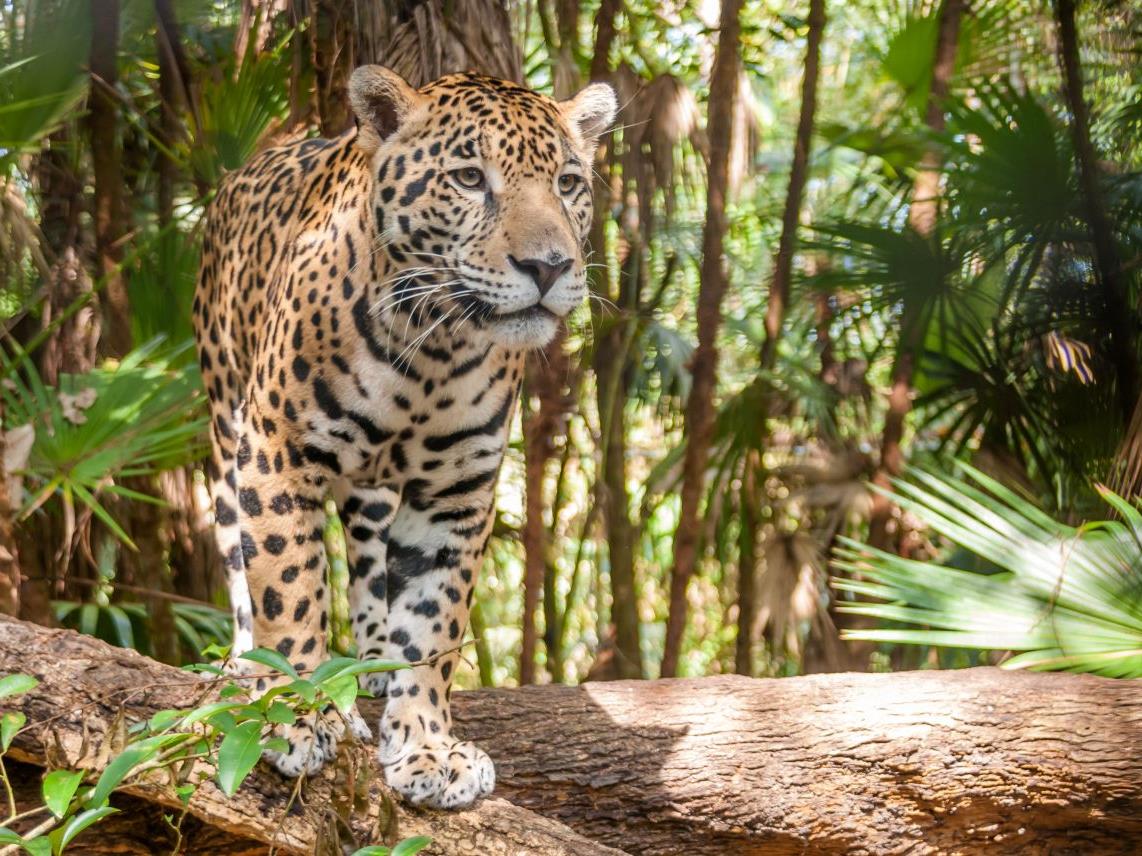 Jaguar walking in the jungle, Belize