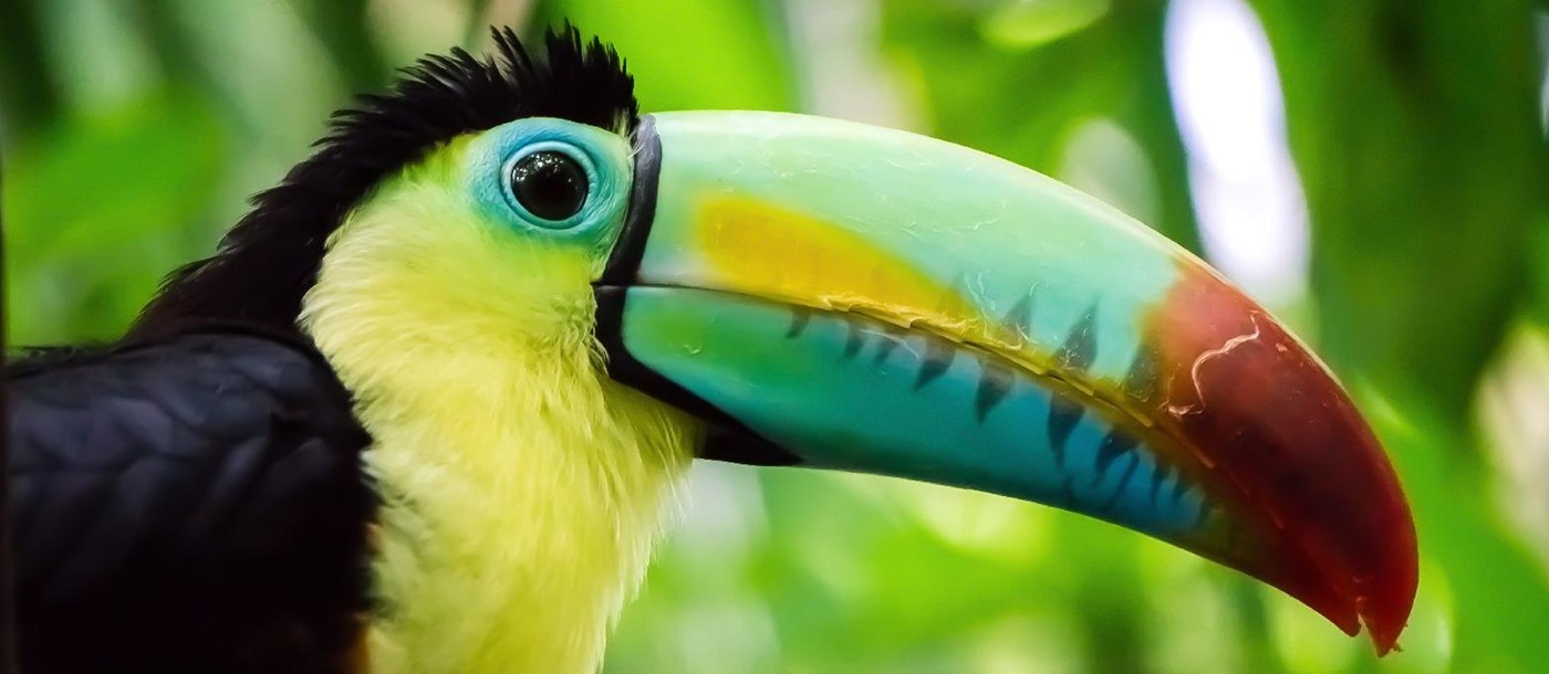 A toucan in the tropical forests of Central America