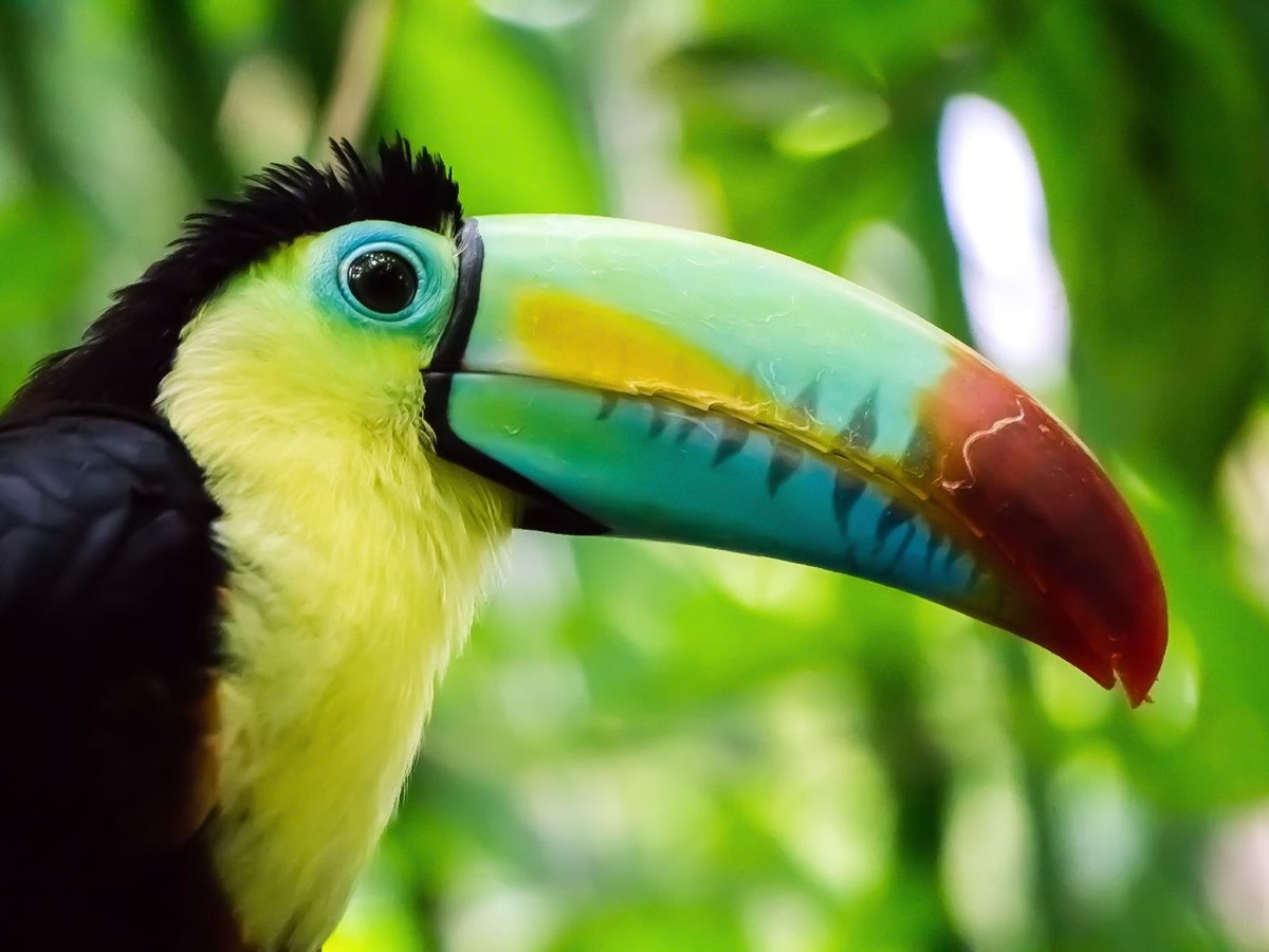 A toucan in the tropical forests of Central America