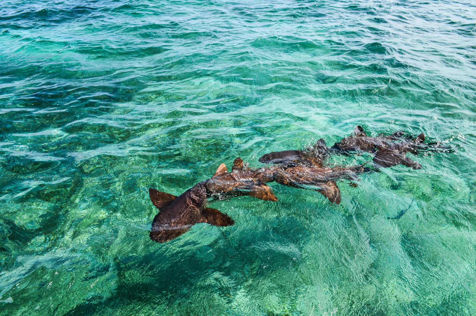 Nurse sharks in the clear waters of Ambergris Caye, Belize