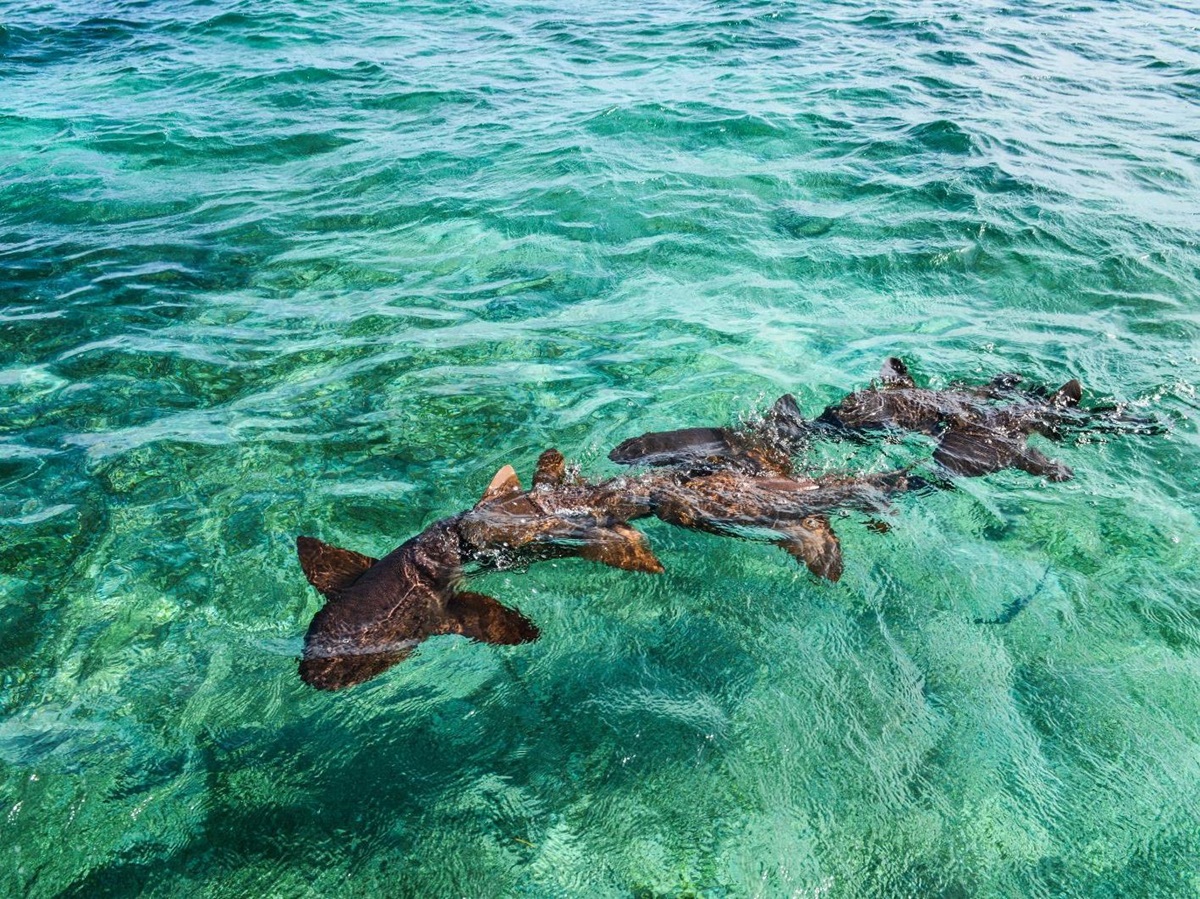 Nurse sharks in the clear waters of Ambergris Caye, Belize
