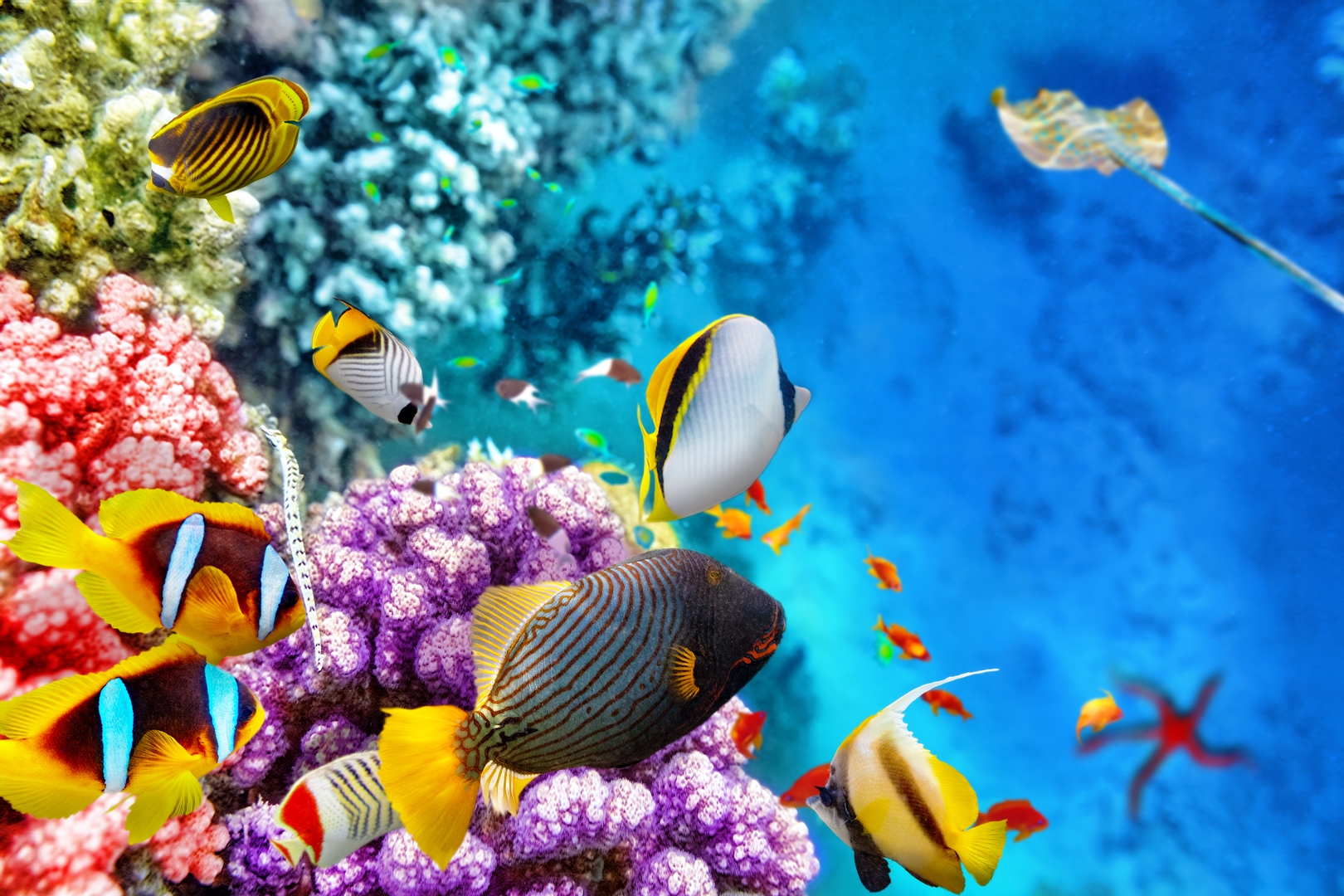 Colourful reef in Belize