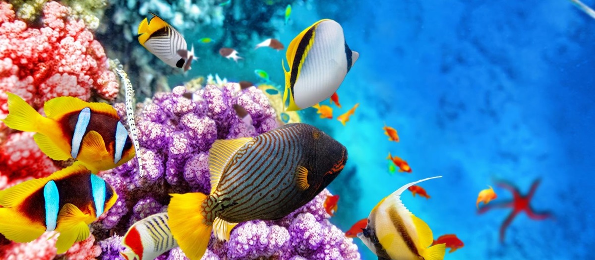 Colourful reef in Belize