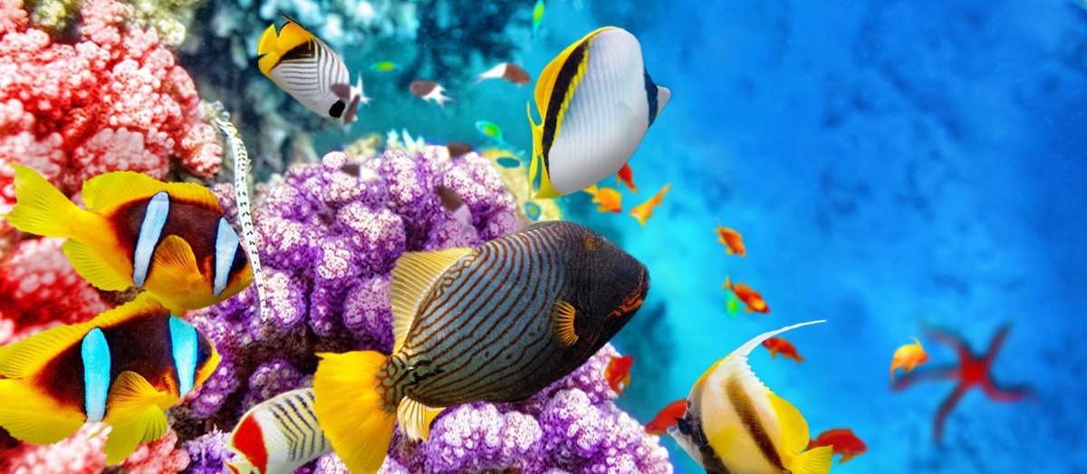 Colourful reef in Belize