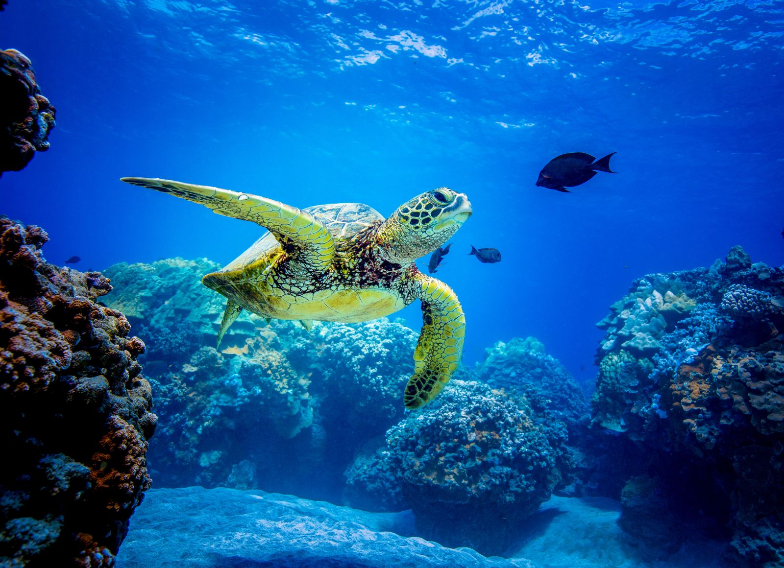 Sea turtle swimming amongst coral in Belize 