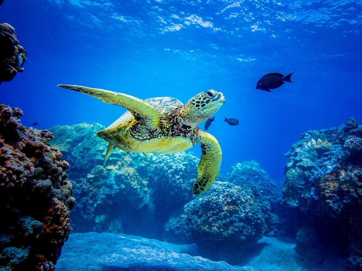 Sea turtle swimming amongst coral in Belize