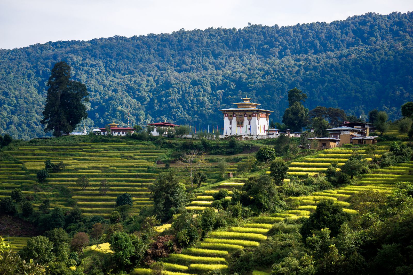 A white temple amid green rice terraces 