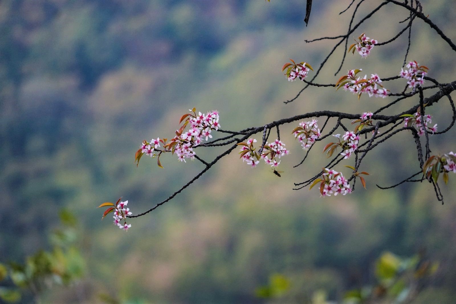 Blossoms in a mountain valley in Bhutan