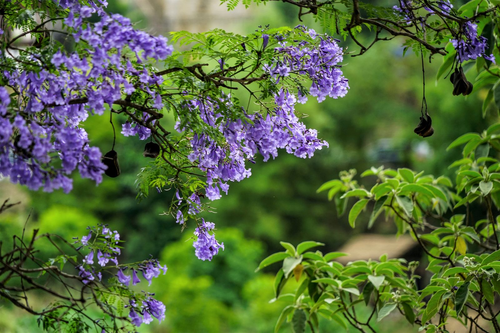 Lilac flowers in rural Bhutan