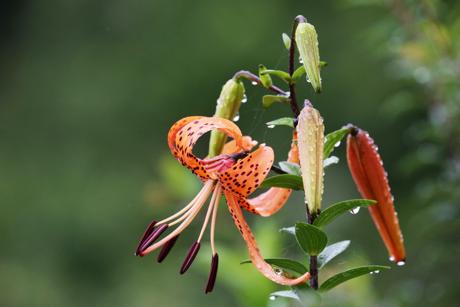 Orange lily growing in the wild in rural Bhutan