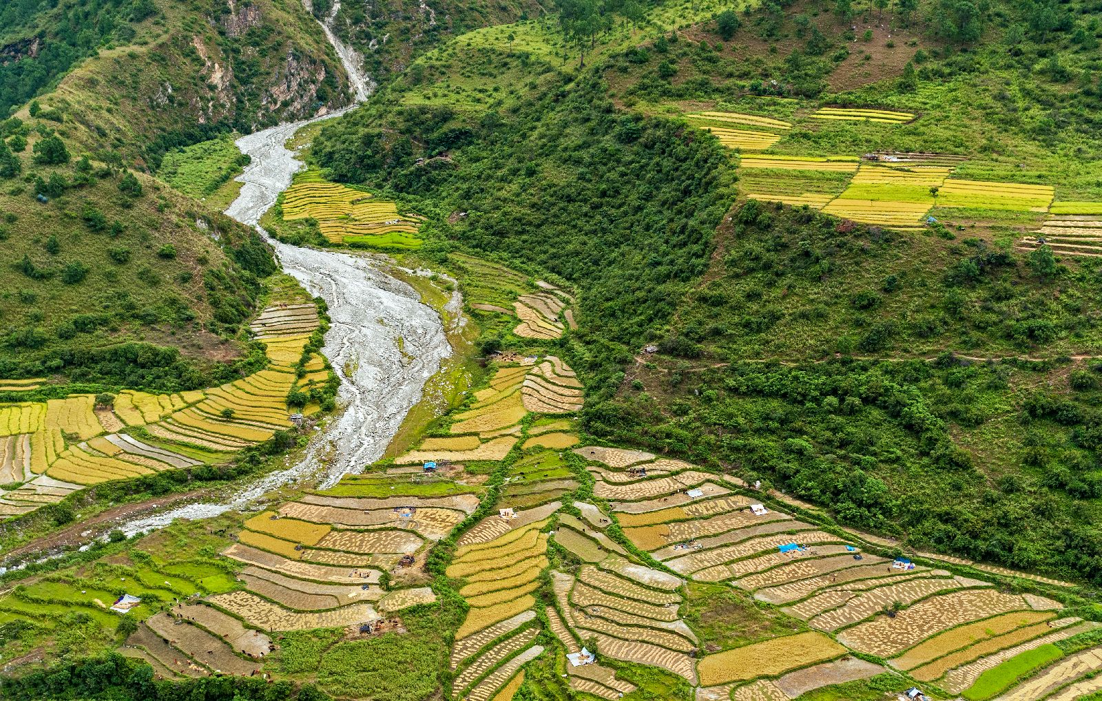 Aerial view of rice paddies in Bhutan