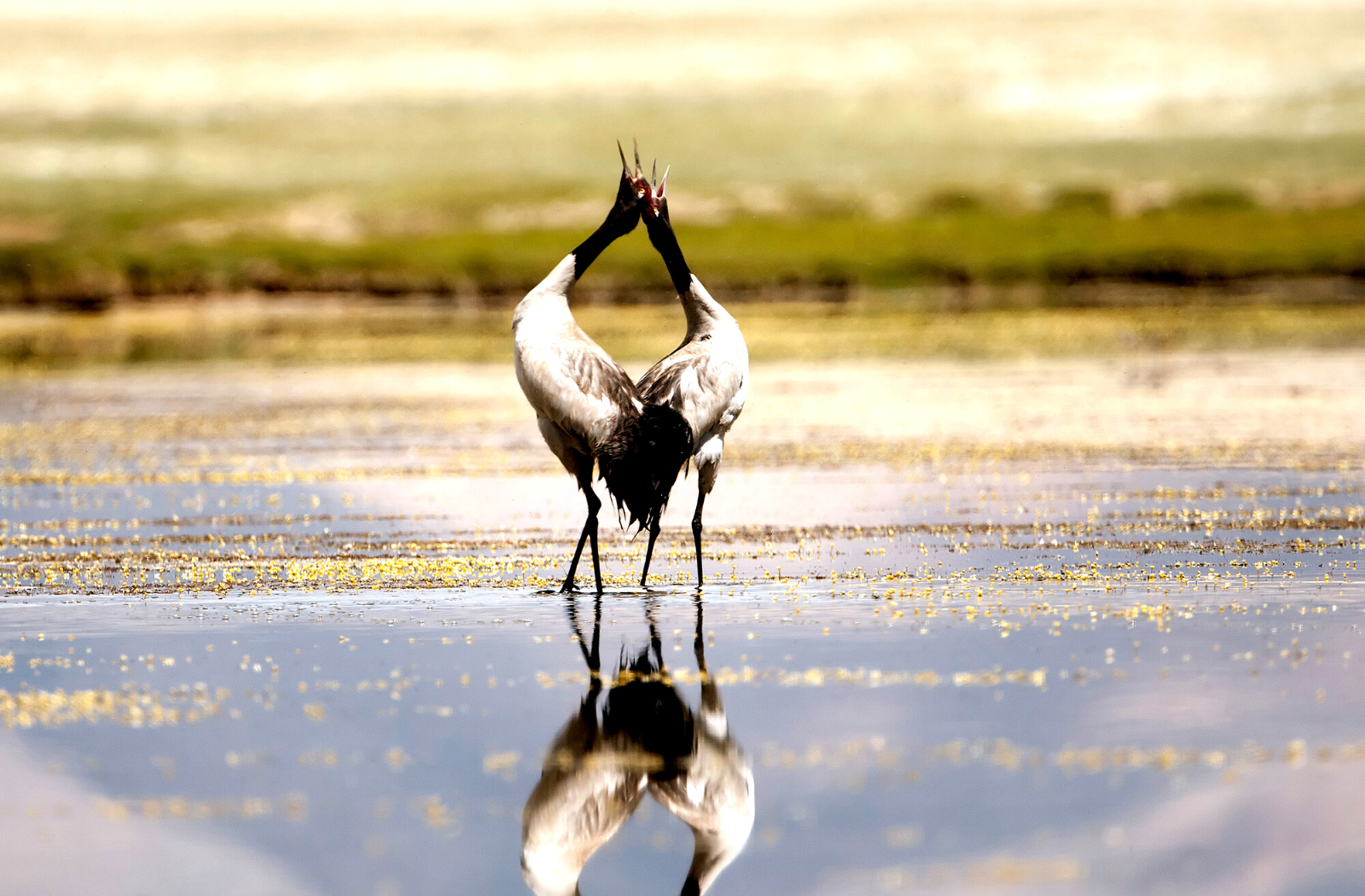 Black Necked Cranes in Bhutan