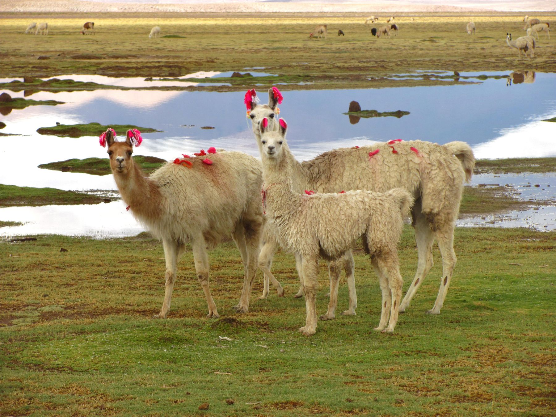 Alpacas on grass near a lagoon in Chile's Altiplano region