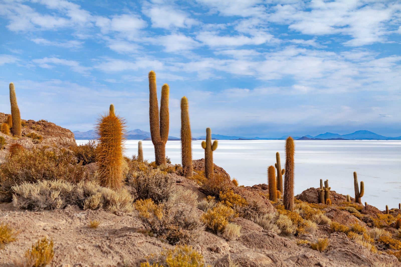 Cacti at salt flats in Bolivia