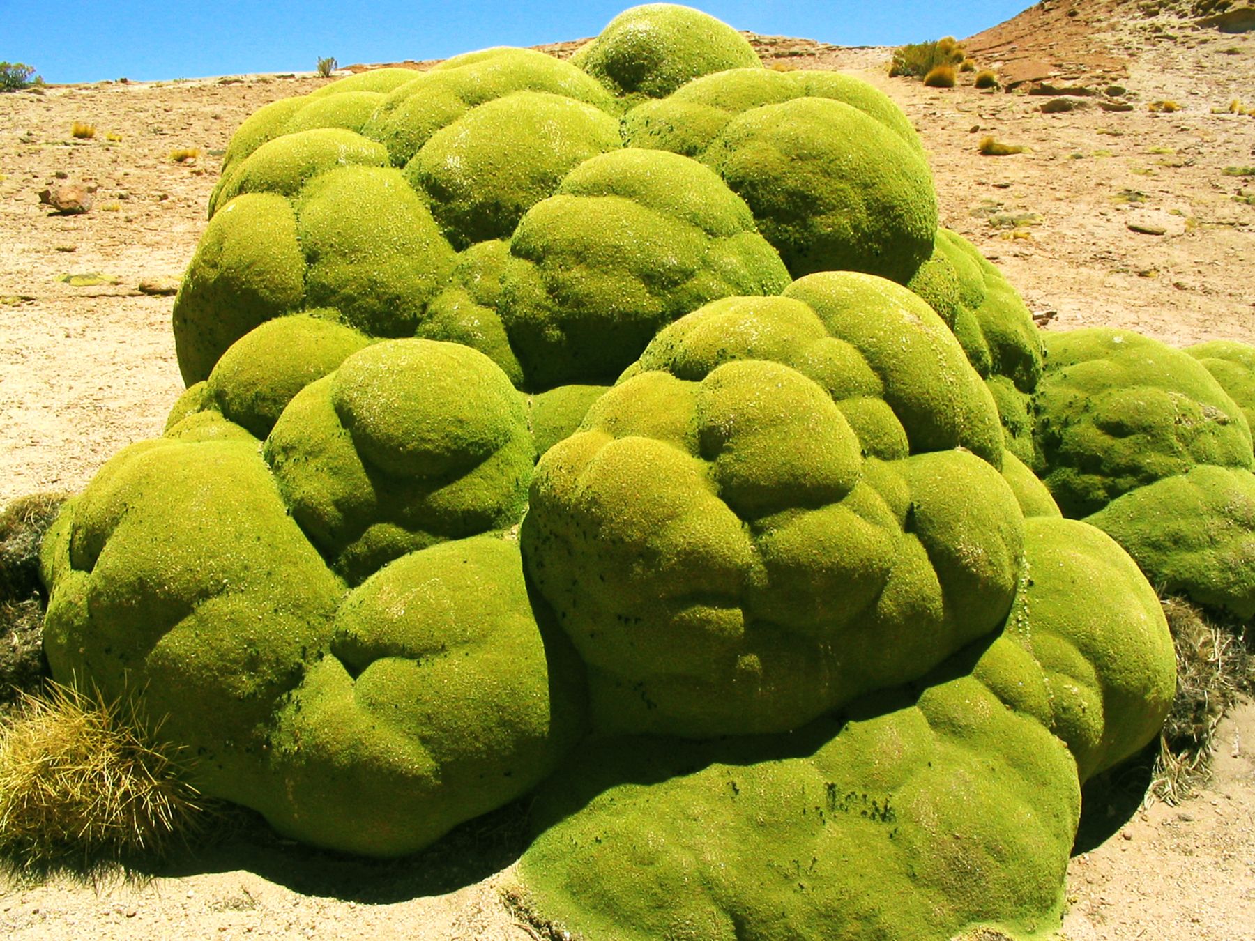 Tufts of green yareta desert plant in the Bolivian Altiplano