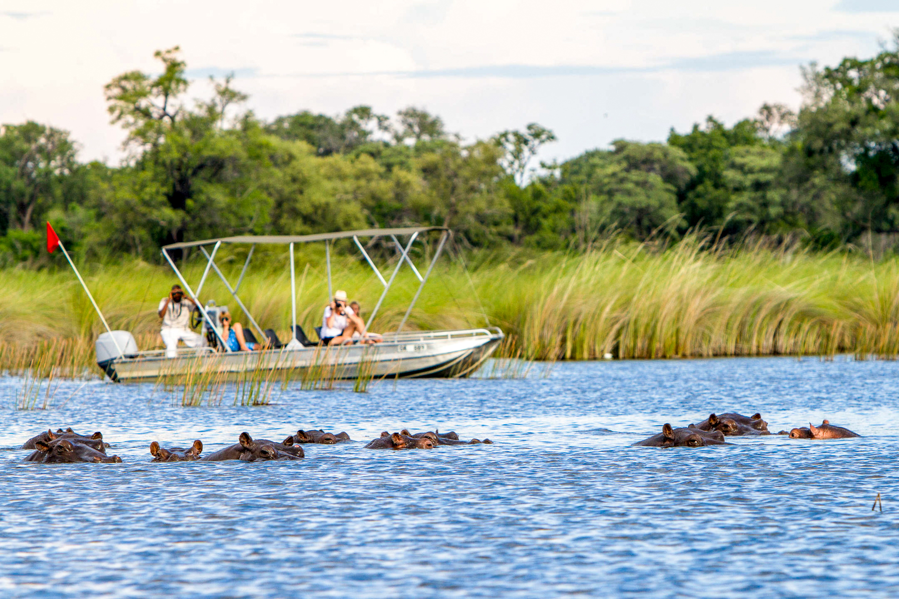 Hippo spotted on a boat safari near Camp Moremi in Botswana's Moremi Game Reserve
