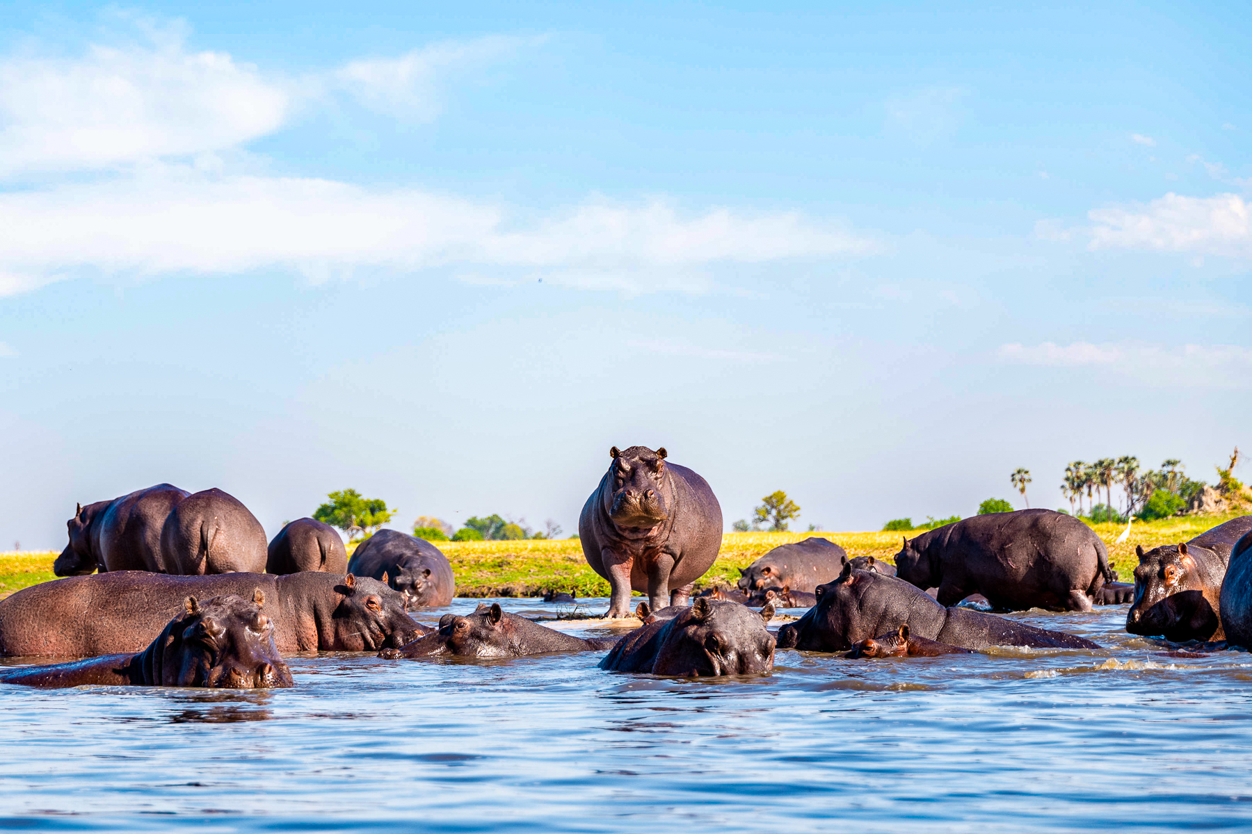 Hippos spotted in a floodplain on the grounds of Chitabe Lediba camp in the Okavango Delta