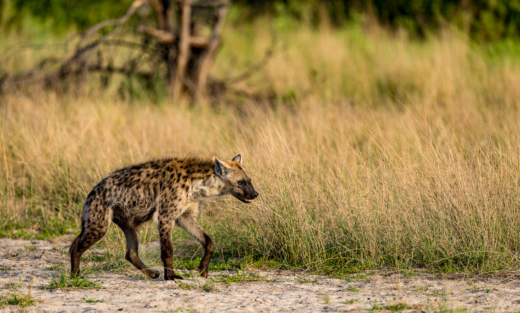 A hyena spotted on the grounds of Chitabe Lediba camp in the Okavango Delta