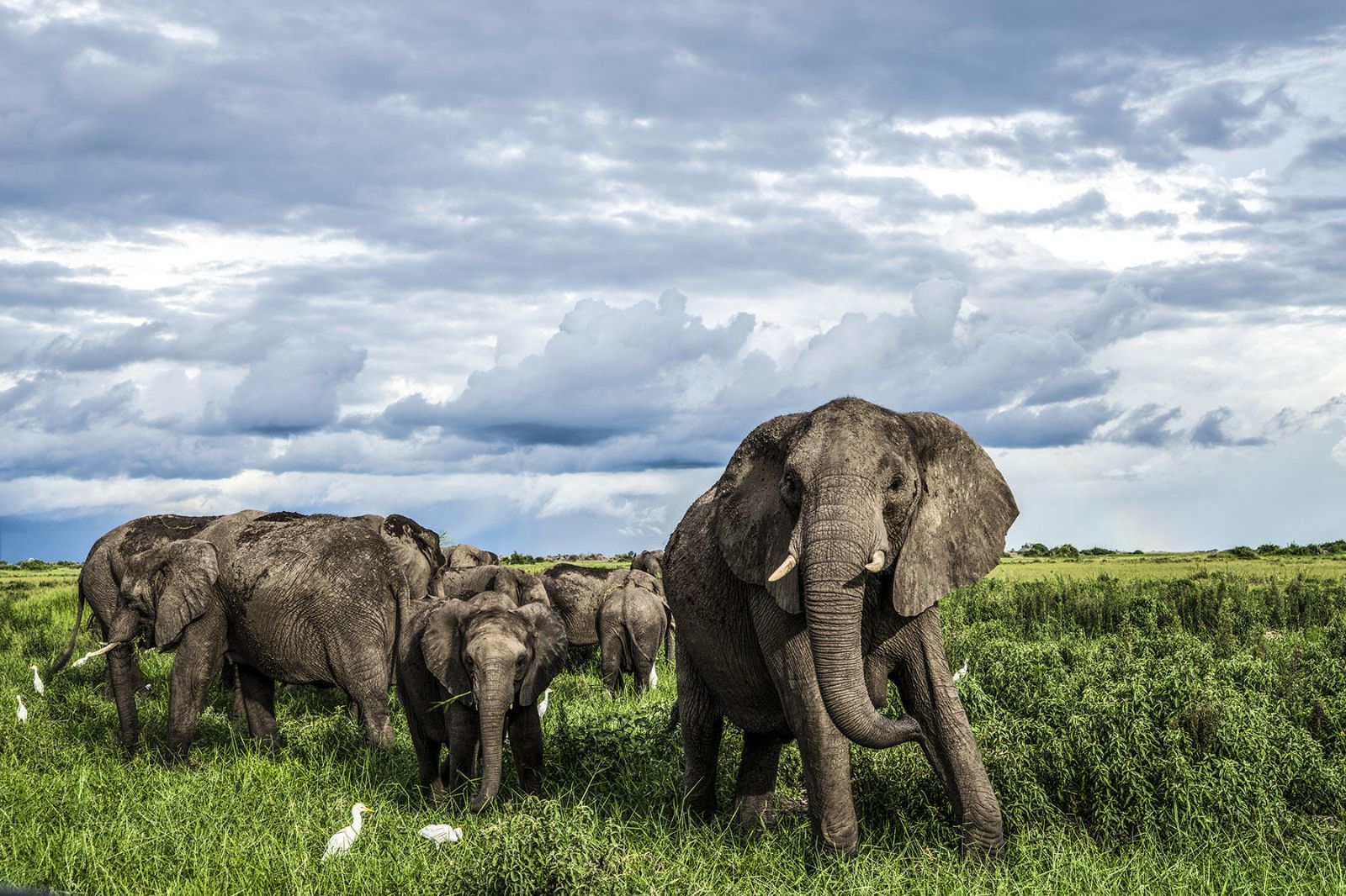 Elephants on the grounds of Duba Explorers Camp on the Okavango Delta in Botswana