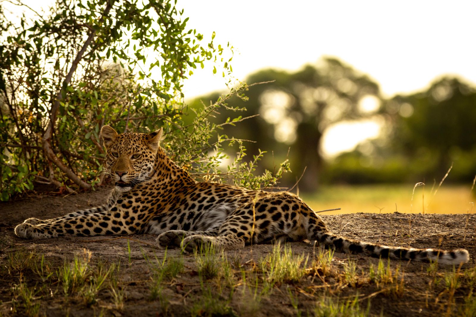 Leopard on the grounds of Duba Explorers Camp on the Okavango Delta in Botswana