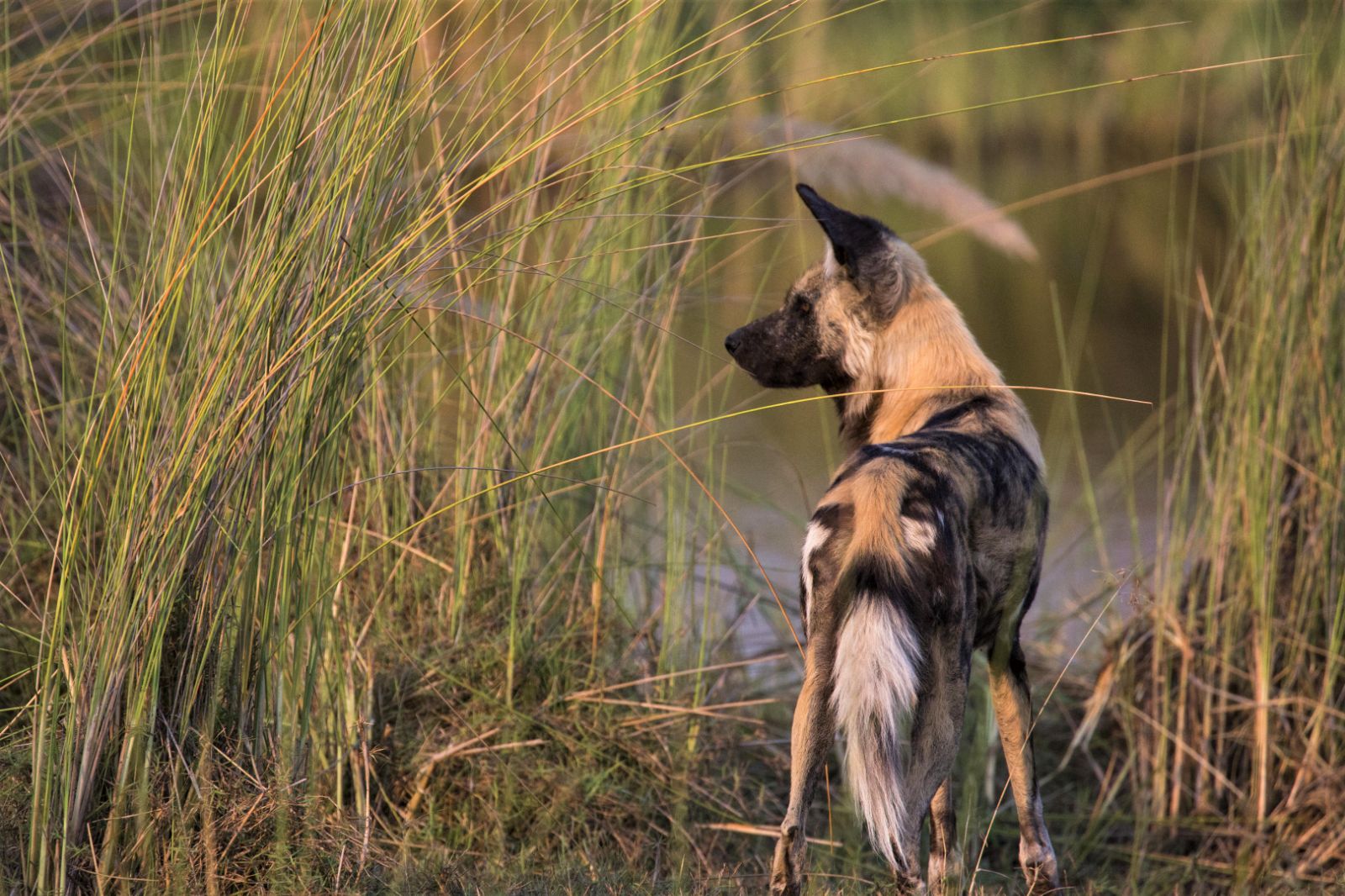 Wild dog on the grounds of Duba Explorers Camp on the Okavango Delta in Botswana