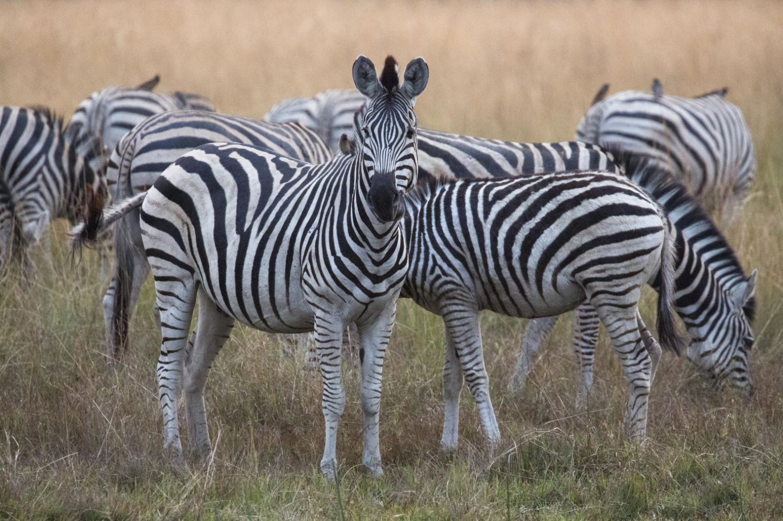 Zebra on the grounds' of Duba Explorers Camp on the Okavango Delta in Botswana