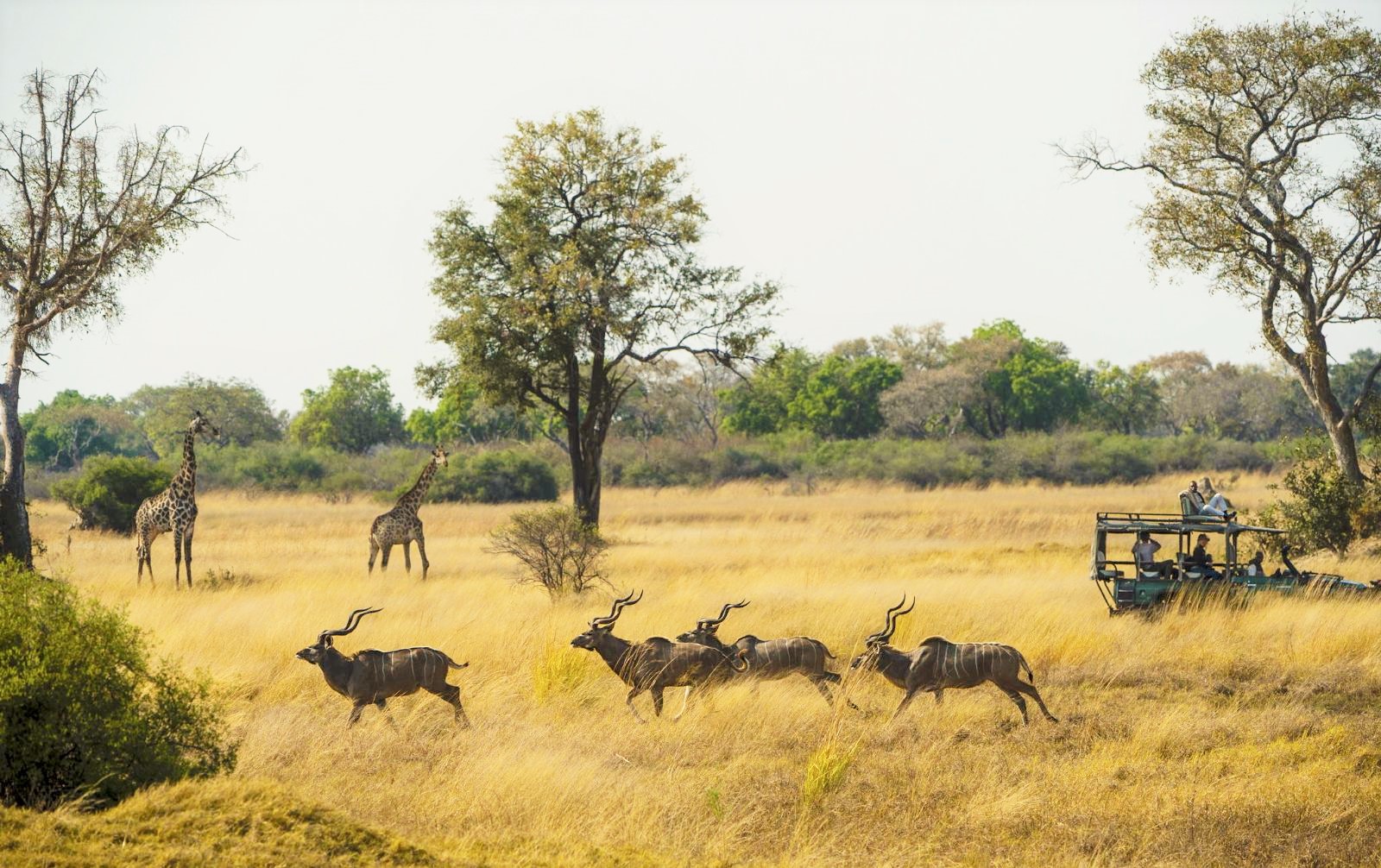 Game drive in search of kudu at Duke's Camp on the Okavango Delta in Botswana