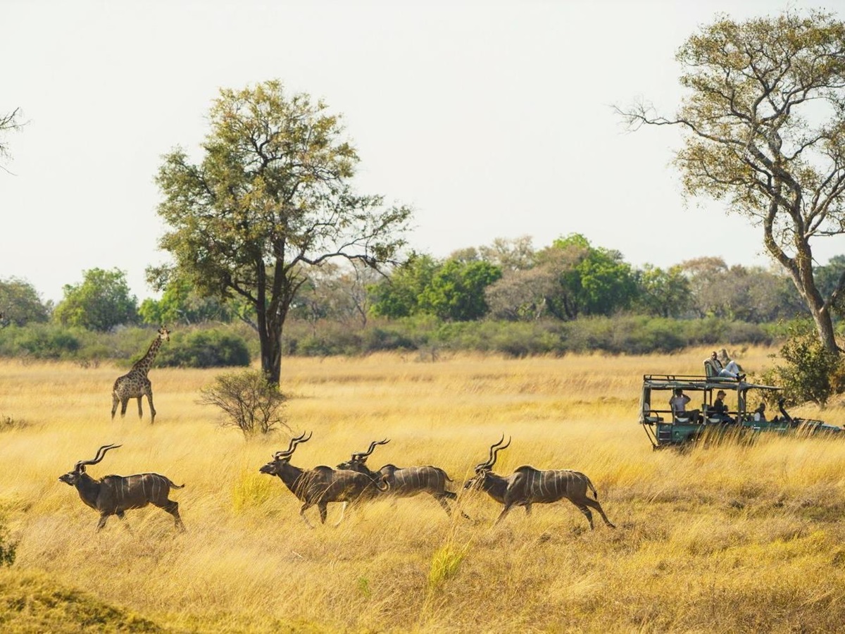 Game drive in search of kudu at Duke's Camp on the Okavango Delta in Botswana
