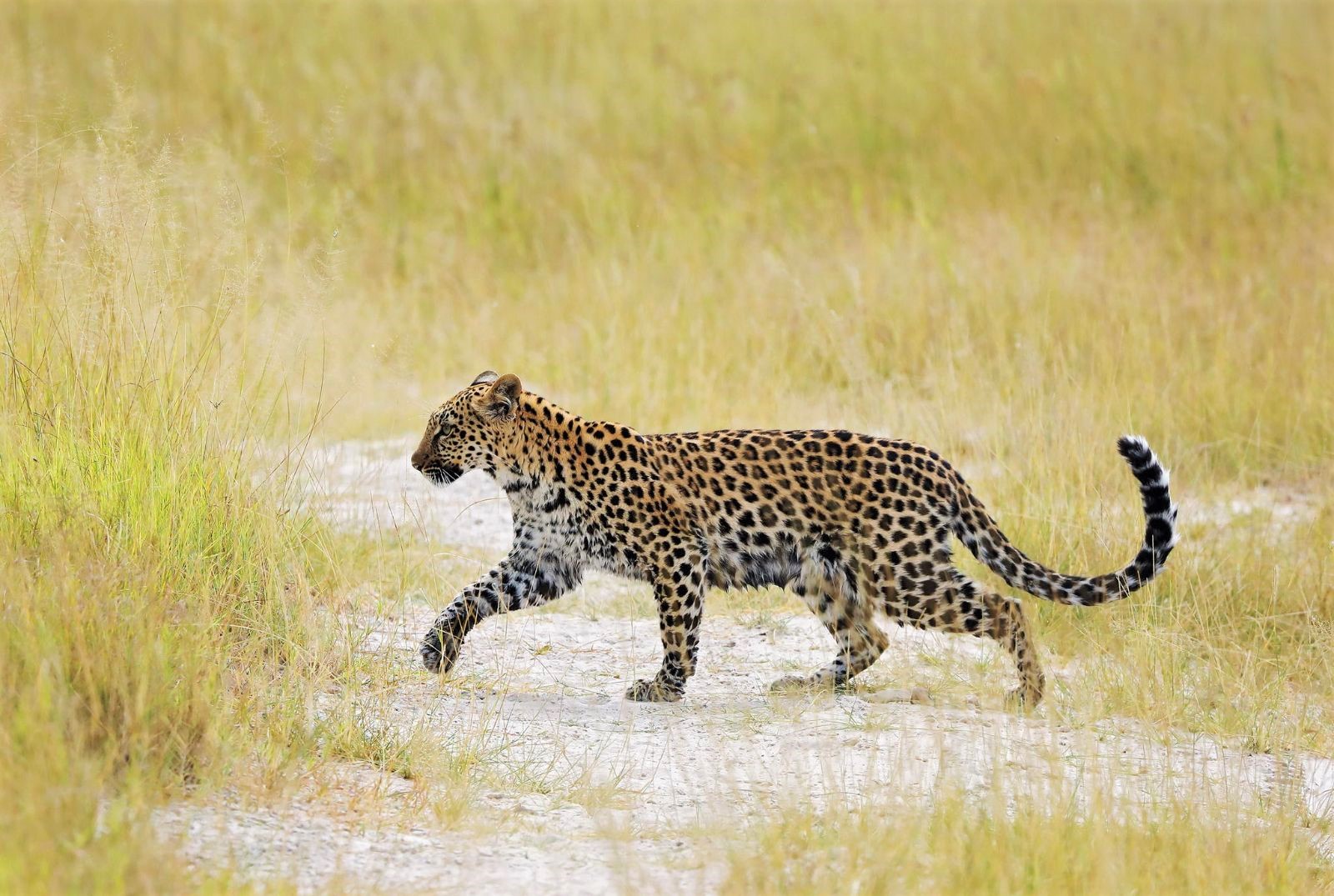 Leopard spotted on the grounds of Duke's Camp on the Okavango Delta in Botswana
