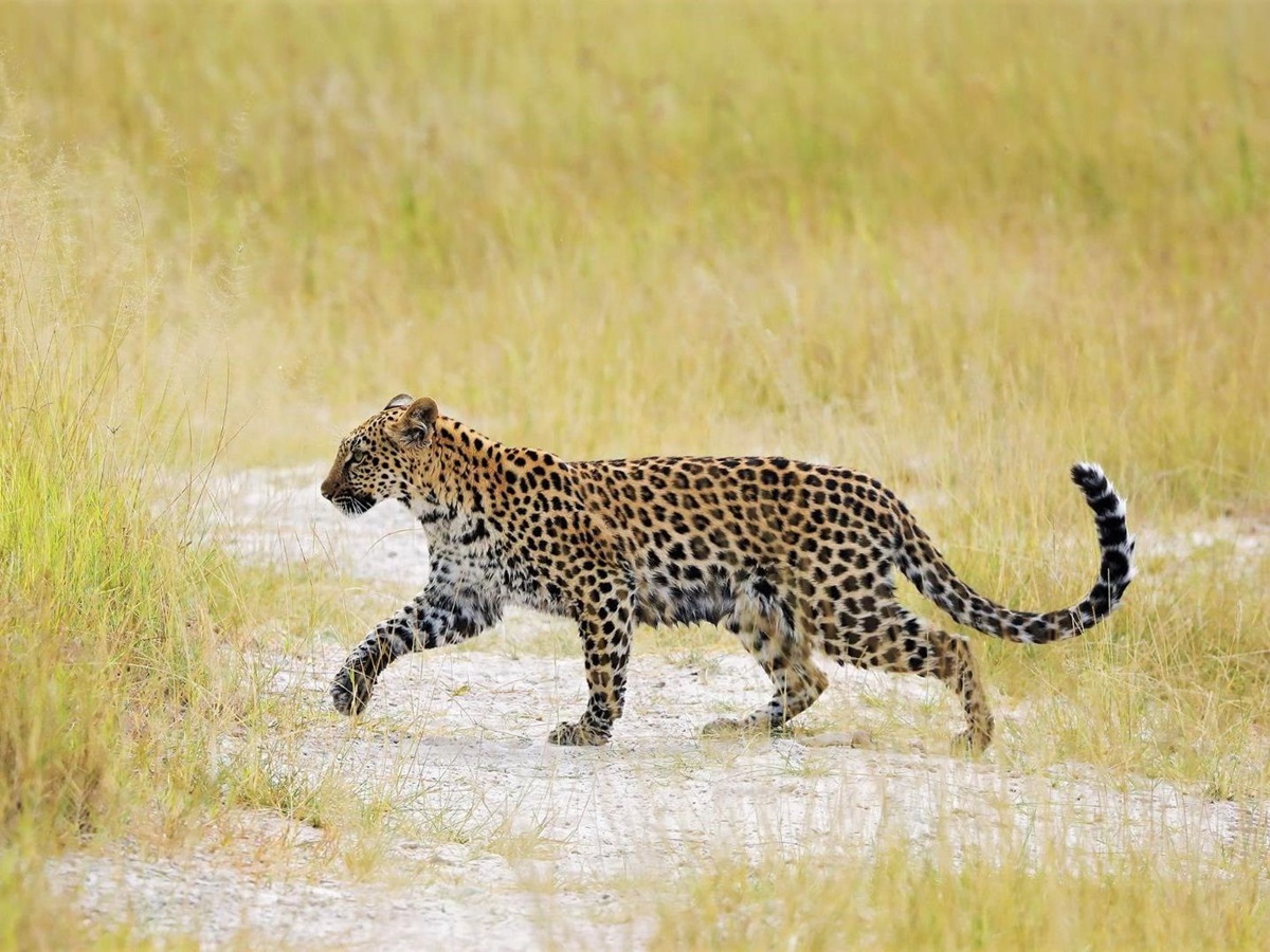 Leopard spotted on the grounds of Duke's Camp on the Okavango Delta in Botswana