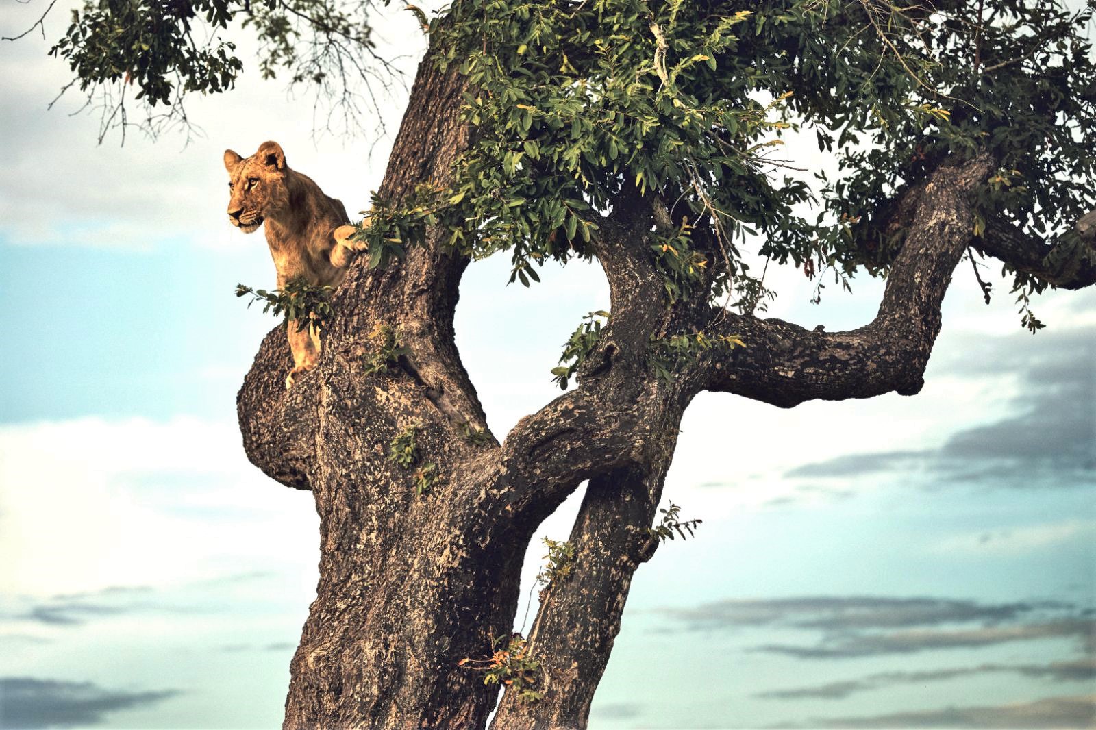 Lioness spotted in a tree at Duke's Camp on the Okavango Delta in Botswana