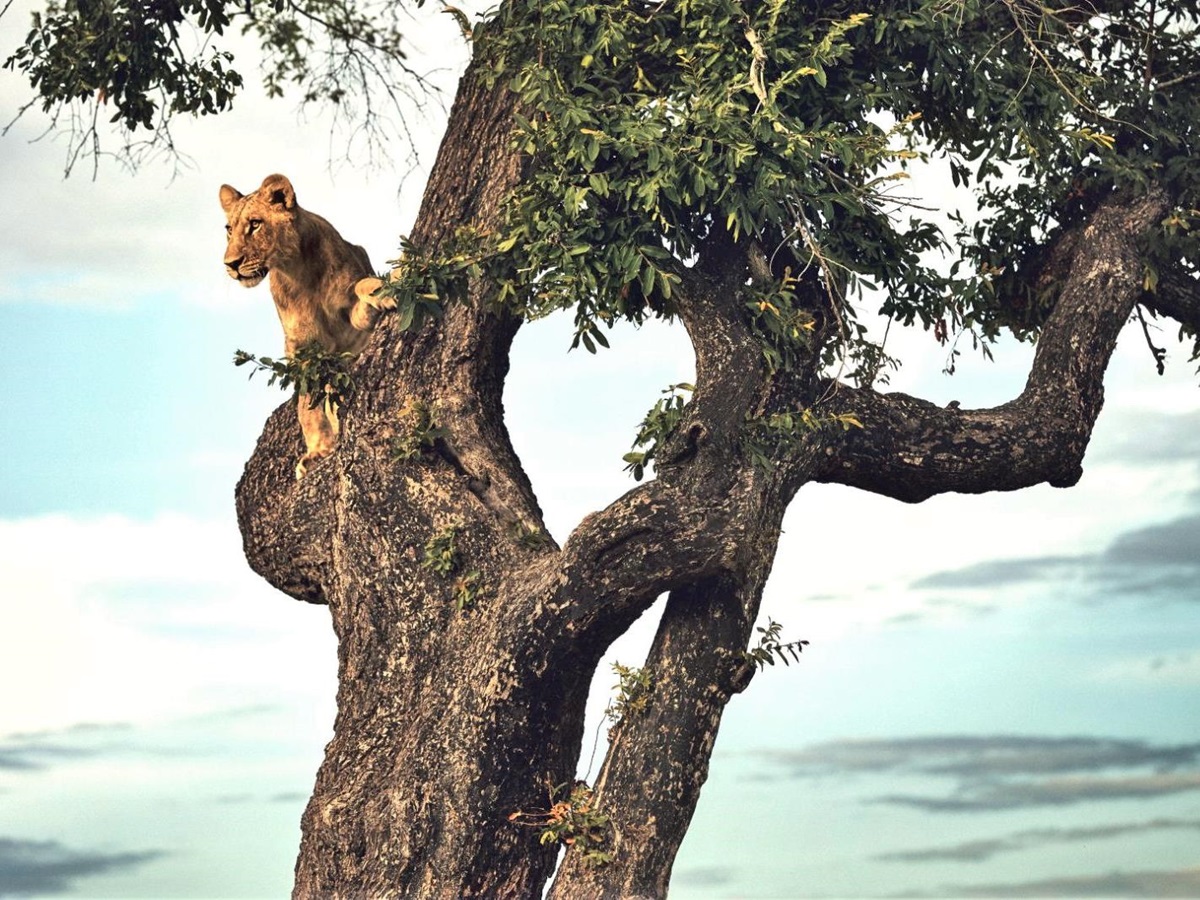 Lioness spotted in a tree at Duke's Camp on the Okavango Delta in Botswana