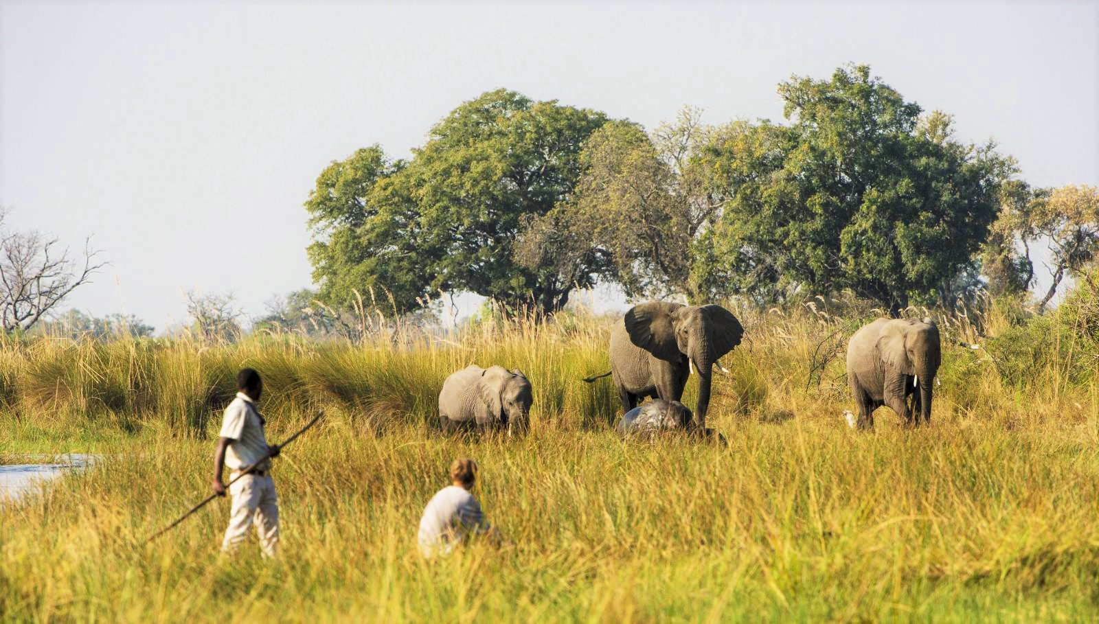 Walking safari in search of elephants at Duke's Camp on the Okavango Delta in Botswana