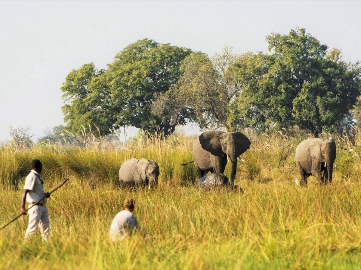 Walking safari in search of elephants at Duke's Camp on the Okavango Delta in Botswana