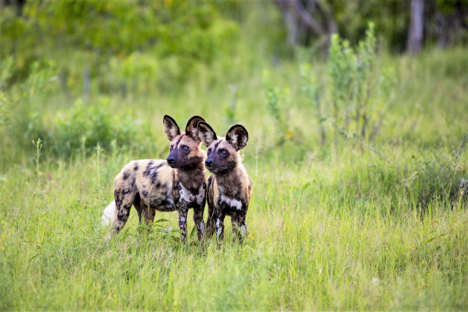 Wild dogs on the grounds of Duke's Camp on the Okavango Delta in Botswana