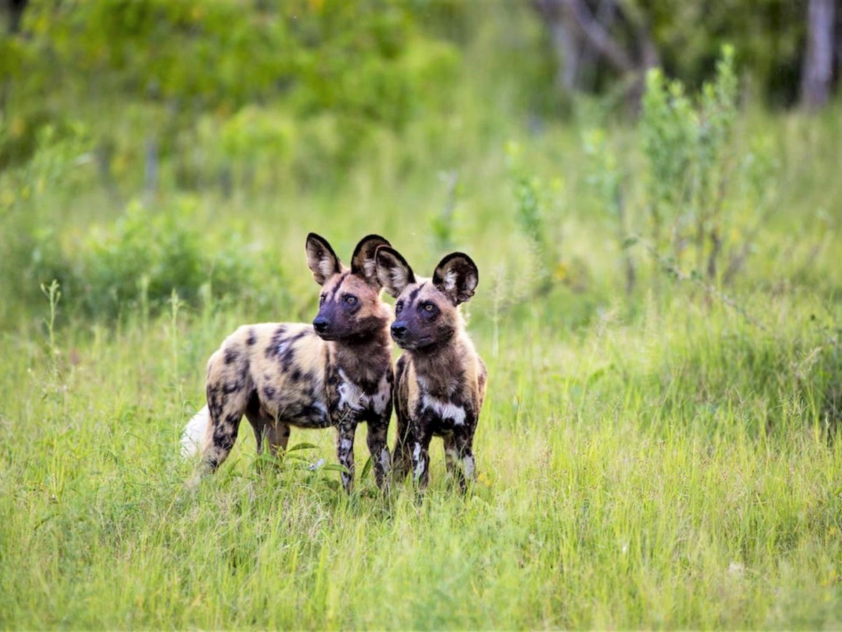 Wild dogs on the grounds of Duke's Camp on the Okavango Delta in Botswana