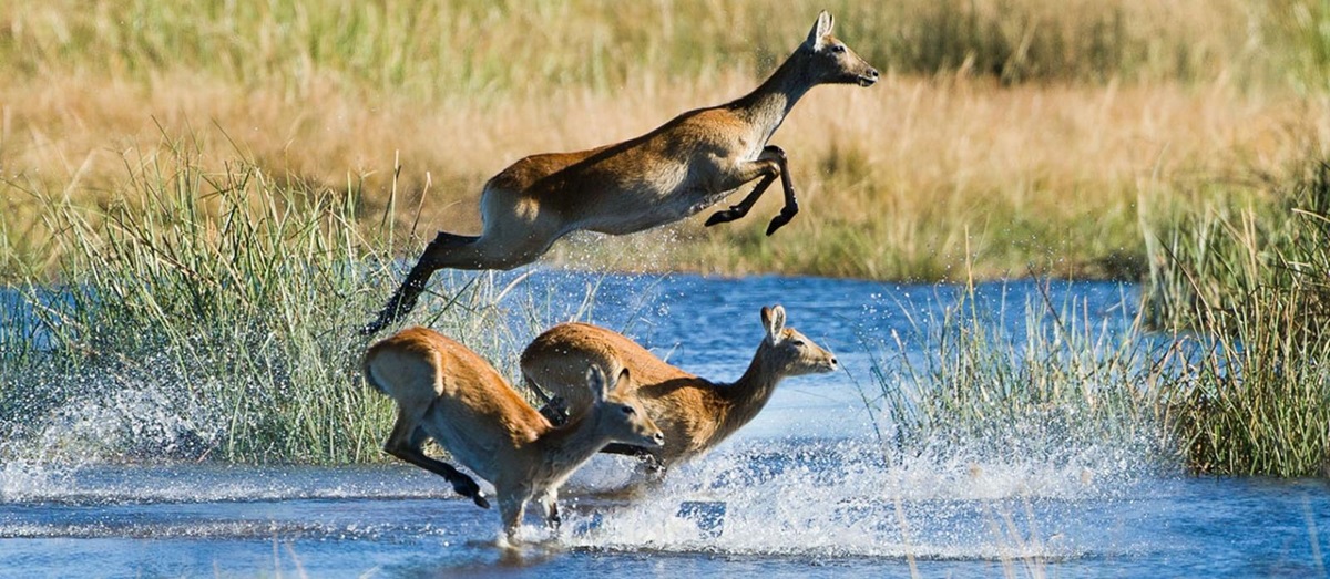 Red Lewche antelopes running through the waters of the Okavango Delta